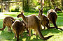 Kangaroos at Healesville