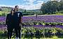 LAVENDER FARM