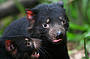 Tasmanian Devils