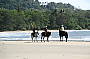 Cape Trib Horse Rides (8am)