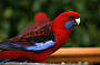 Great Ocean Road & Otway's Rainforest Tour Reverse Direction (with Lunch)