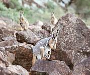 5 Day Flinders Ranges & Outback Inc Arkaroola (4nts Superior Motel Unit - Solo Traveller)